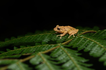 Golden-groined Robber Frog on bracken leaf black background