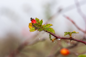 Ripe rose with dew drops. Gossamer in the dew drops. Fog in the background. Autumn natural background. A prickly branch of wild rose. The month of November came.