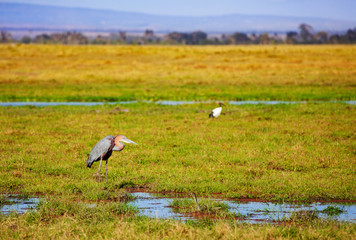 The marabou stork or Leptoptilos crumenifer is a large wading bird in family Ciconiidae in Africa south