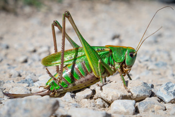 Grashüpfer