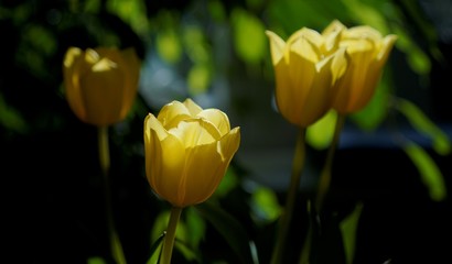 Obraz premium Tulpe gelb