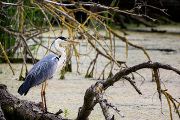 Grey Heron, Ardea cinerea standing near the water