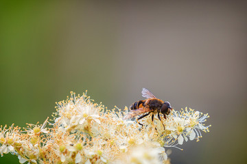 A bee Eristalis sitting on a white flower