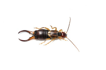 The common earwig European earwig Forficula auricularia isolated on white background