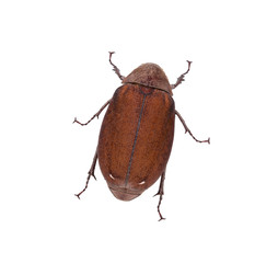 Cockchafer (Melolontha melolontha) isolated on white background