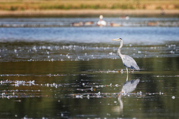 Grey Heron, Ardea cinerea standing in the water
