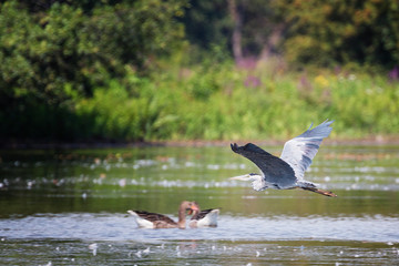 Grey Heron, Ardea cinerea flying above the water