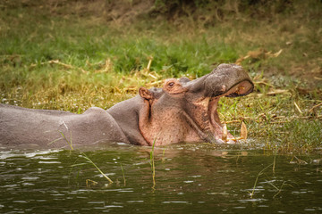 The common hippo (Hippopotamus amphibius) opening his big mouth, Queen Elizabeth National Park, Uganda.