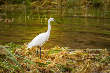 Little egret (Egretta garzetta), small heron, fishing, Queen Elizabeth National Park, Uganda.
