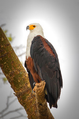 African Fish Eagle (Haliaeetus vocifer), Queen Elizabeth National Park, Uganda.