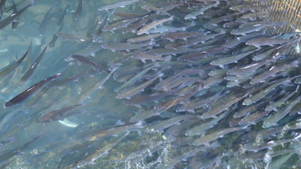 A school of trouts