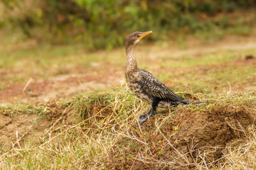 The reed cormorant (Microcarbo africanus), also known as the long-tailed cormorant, is a bird in the cormorant family Phalacrocoracidae., Queen Elizabeth National Park, Uganda.