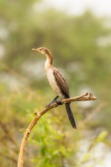 The reed cormorant (Microcarbo africanus), also known as the long-tailed cormorant, is a bird in the cormorant family Phalacrocoracidae., Queen Elizabeth National Park, Uganda.	
