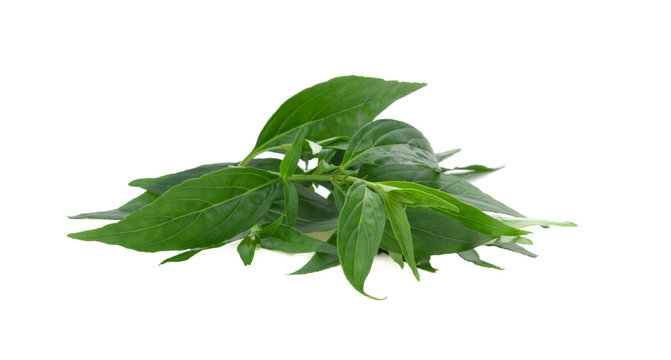 Andrographis paniculata plant on white background