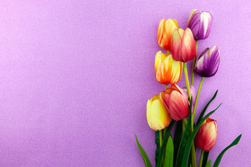 Spring flowers of Tulips flowers on beautiful purple background.
