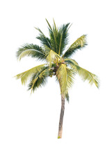 Palm tree or Coconut tree ,a green leaf isolation for summer background ,relax and vacation holiday summer concept
