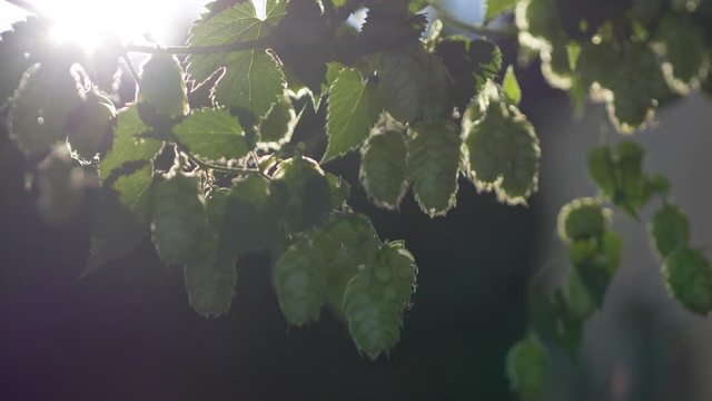 harvesting hope cones; hops umbels move slowly in the wind - backlight