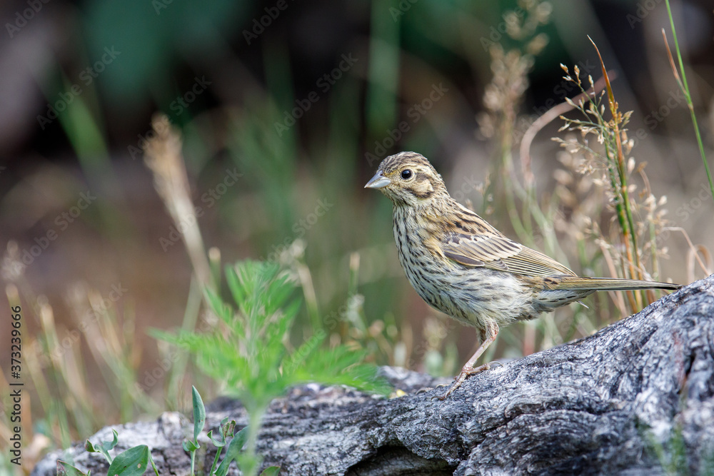 Poster brown song thrush bird perched by a lake in a park