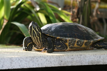 turtle on a rock