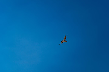 Seagull flies in blue cloudless summer sky