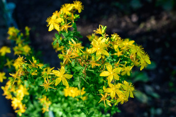 Many delicate yellow flowers of Hypericum perforatum plant, commonly known as.perforate or common...