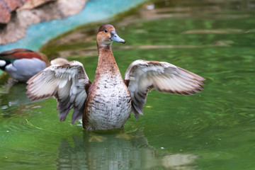 The big brown duck is erected in the water and flutters its wings. The wings are blurred and simulate movement.