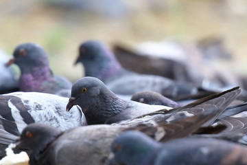 Getting lost in the crowd - a flock of rock pigeons feeding in a park