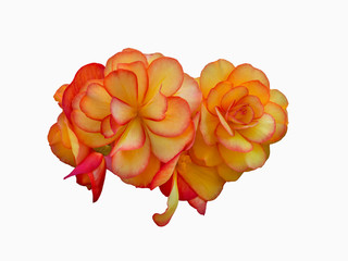 Beautiful yellow begonia flower isolate on a white background