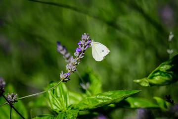 One small butterfly on blue lavender flowers in a sunny summer day in Scotland, United Kingdom, with selective focus, beautiful outdoor floral background.