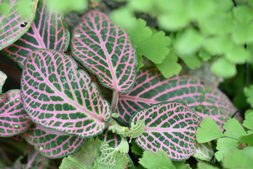plant in the botanical garden