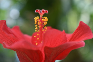 red hibiscus in the botanical garden