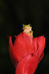 Orange-sided Gliding Leaf frog on red flower