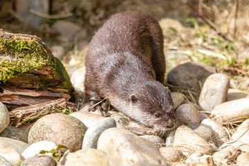 Otter Investigating