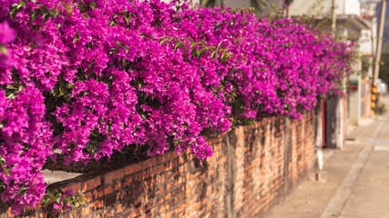 purple bougainvillea flowers