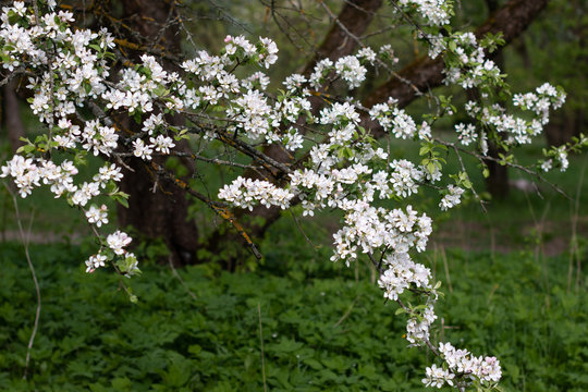 Gentle branches with small white flowers of apple tree in spring time