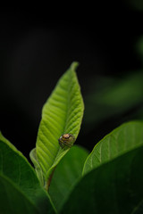 green bug on a leaf