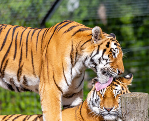 Fototapeta na wymiar tiger love
