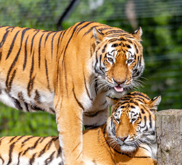 Fototapeta na wymiar tiger brothers
