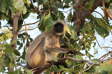 langur monkey in the forest