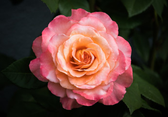 Bright Beautiful Rose