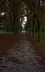 ścieżka w parku na ulice Kilińskiego Oława © mateusz