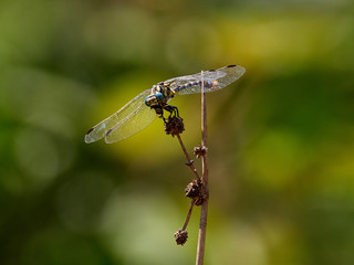 Dragonfly, Onychogomphus uncatus, perched on a branch near Bicorp, Spain