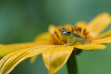 Ghost Glass Frog on yellow flower