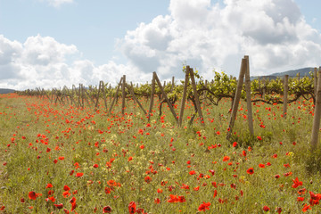 View of a field with blooming wild poppies and a vineyard. Crimea.