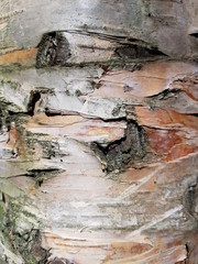 birch bark in a summer forest