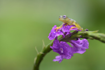 Ghost Glass Frog on purple flower