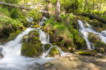 Obraz premium Bach im Wald