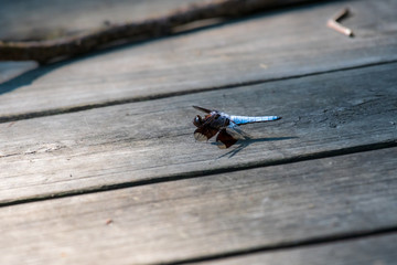 A blue dragonfly with a black head shown on an old wooden boardwalk. There is a shadow shown below it with a slightly blurred edging to the boards in the front and behind the subject.