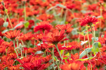 cosmos flowers farm