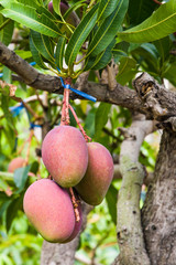 Close-up of mango fruits on mango tree